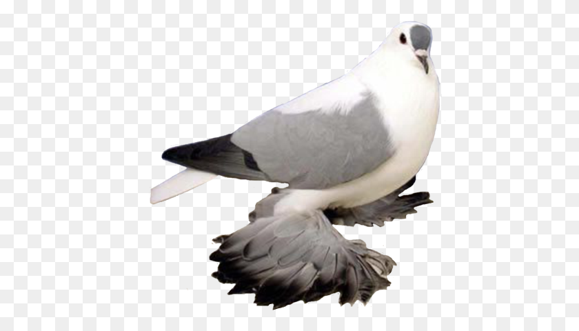 454x420 Pigeon Free Png Image Png Arts - Pigeon PNG