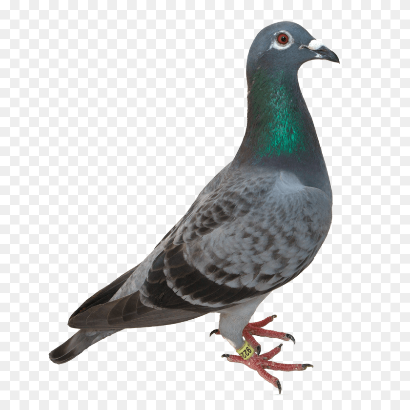 1024x1024 Pigeon Green Head Transparent Png - Paloma PNG