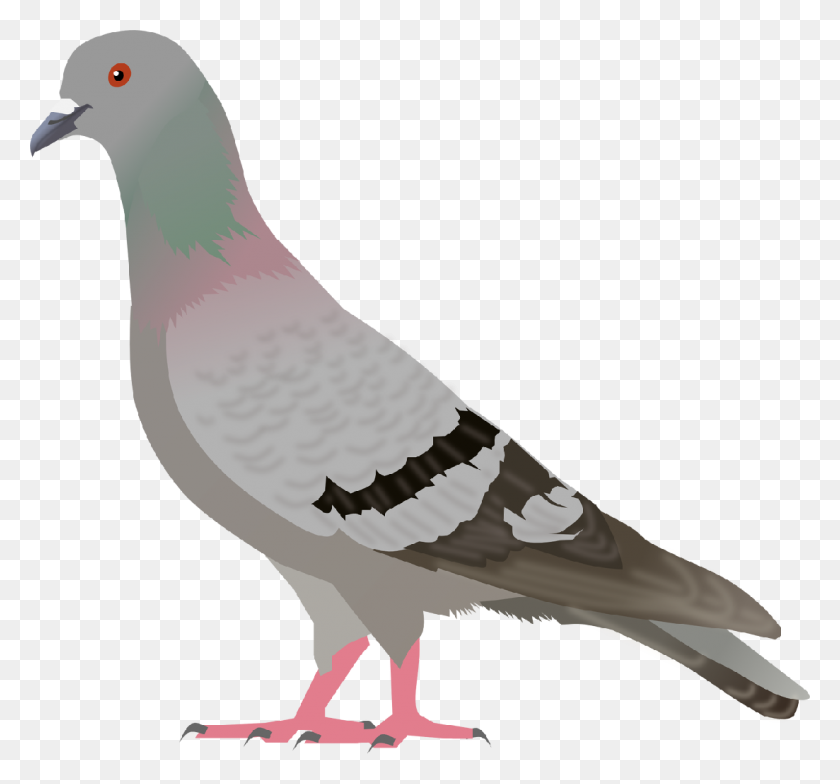 1103x1024 Pigeon Pigeon, Art And Birds - Paloma Clipart Blanco Y Negro