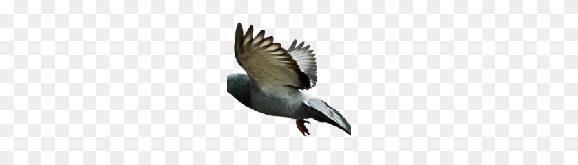 180x180 Pigeon Png Clipart - Pigeon PNG