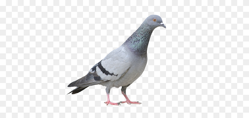 500x338 Pigeon Png Free Download - Pigeon PNG