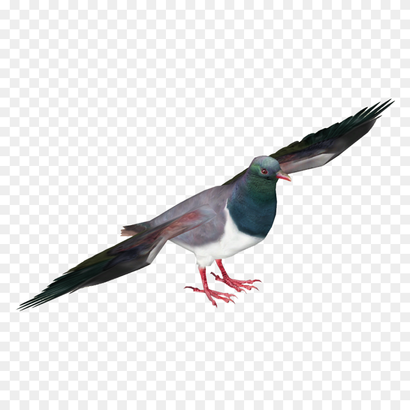 1055x1055 Pigeon Png Images, Free Pigeon Png Pictures Download - Pigeon PNG