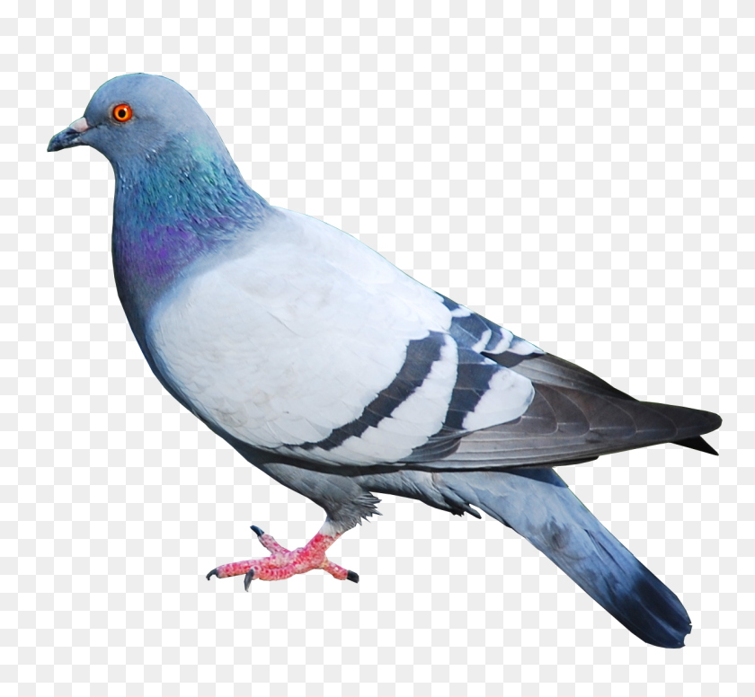 1238x1138 Pigeon Png Images, Free Pigeon Png Pictures Download - Dove PNG