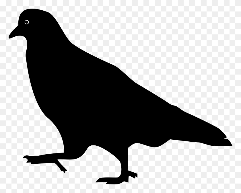 2400x1889 Pigeon Walking Icons Png - Pigeon PNG
