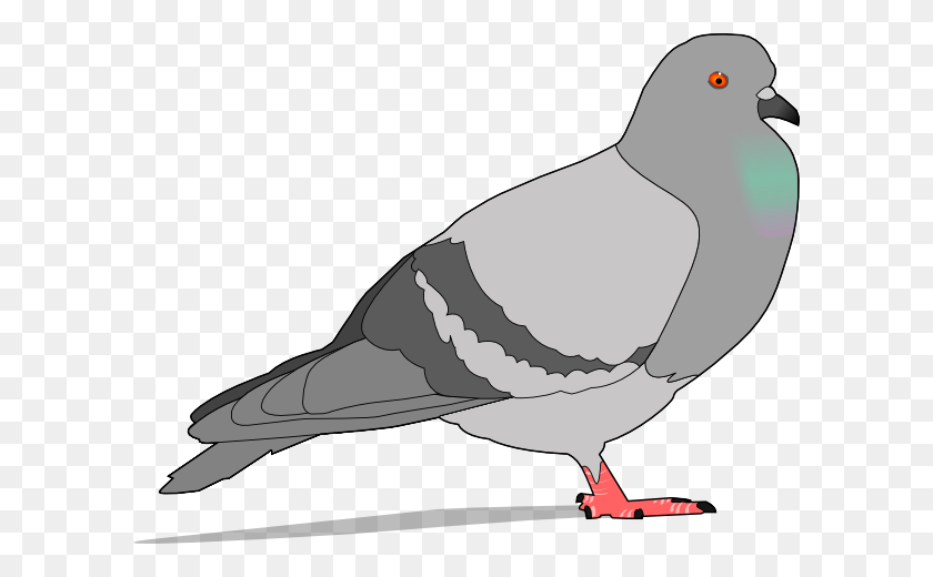 600x460 Pigeon With Shadow Png Clip Arts For Web - Pigeon PNG