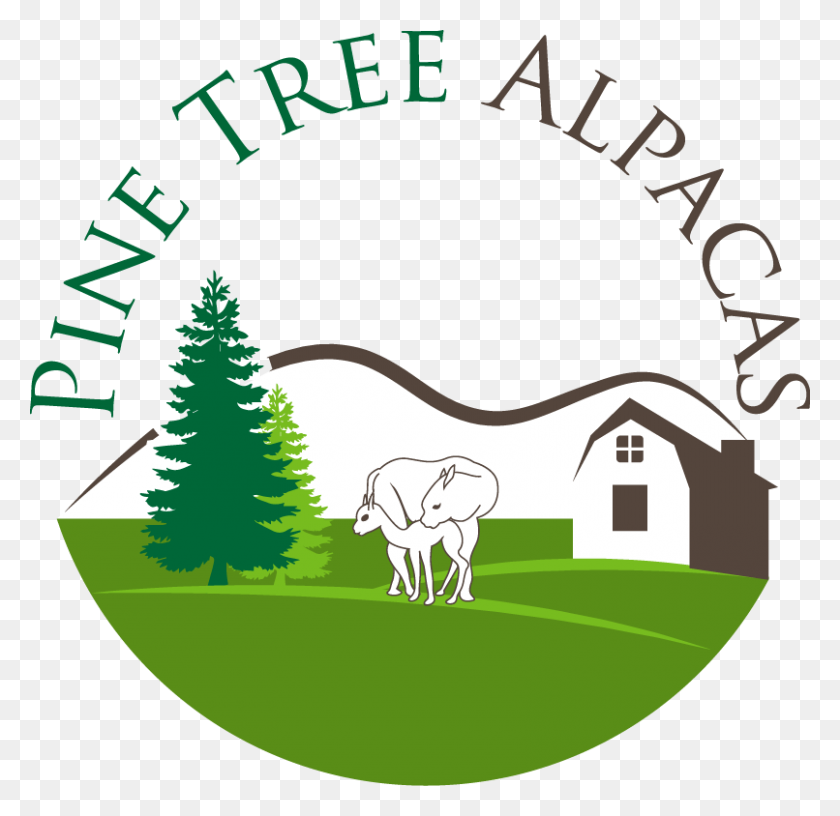 806x782 Pine Tree Alpacas Final - Pine PNG