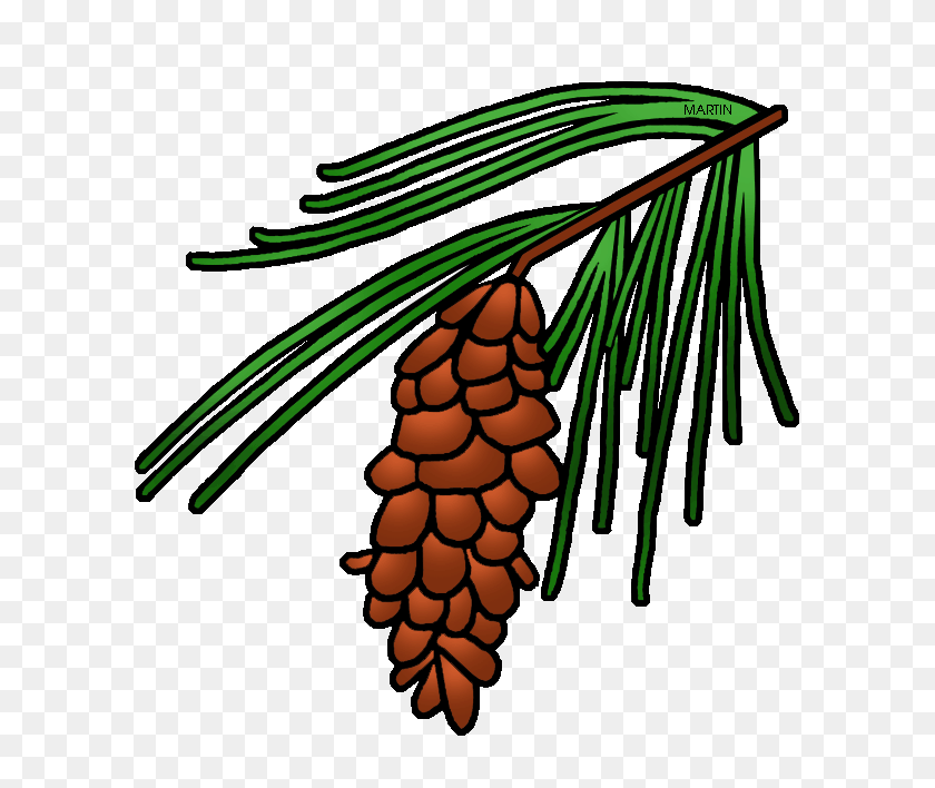 642x648 Pine Tree Clipart State - Pine Tree Branch PNG