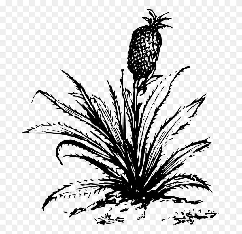 684x750 Pineapple Drawing Cartoon Plants - Pineapple PNG