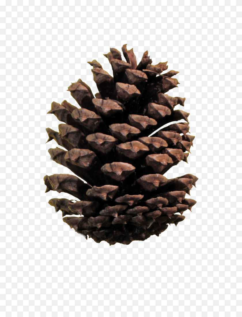 4998x6663 Pinecone Hd Png Transparent Pinecone Hd Images - Pine Cone PNG