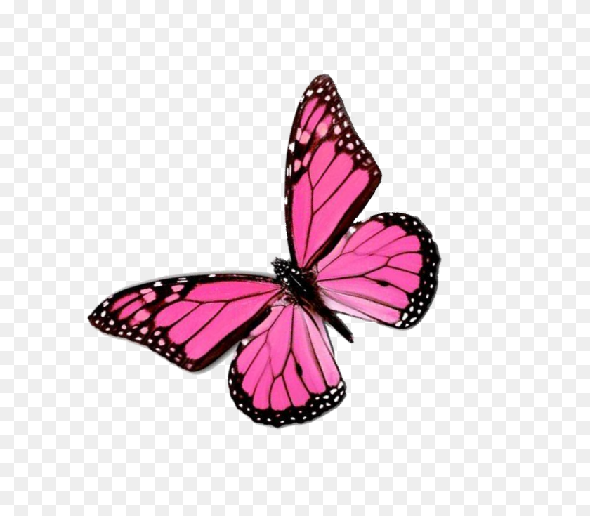 652x675 Pink Butterfly Images Les Baux De Provence - Pink Butterfly PNG