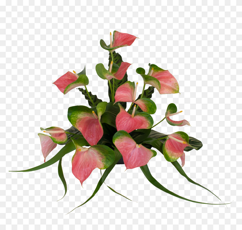 1200x1138 Pink Butterfly Medium Anthuriums - Pink Butterfly PNG