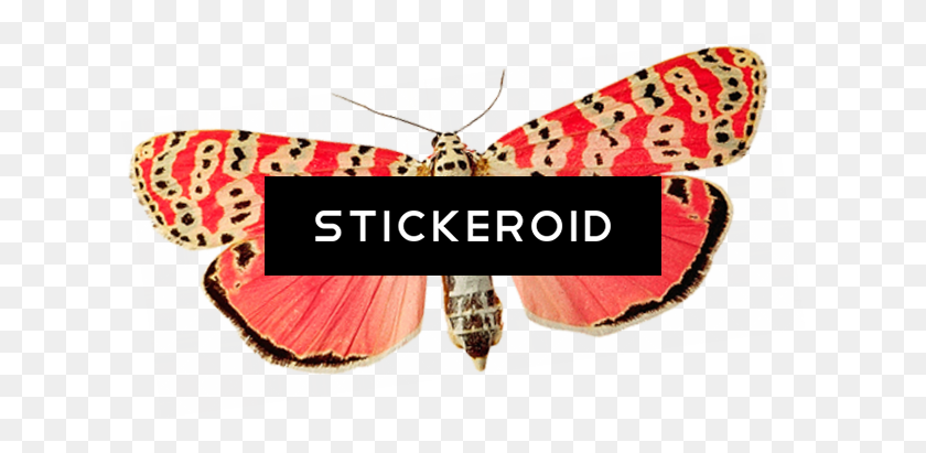 620x351 Pink Butterfly Png Image - Pink Butterfly PNG