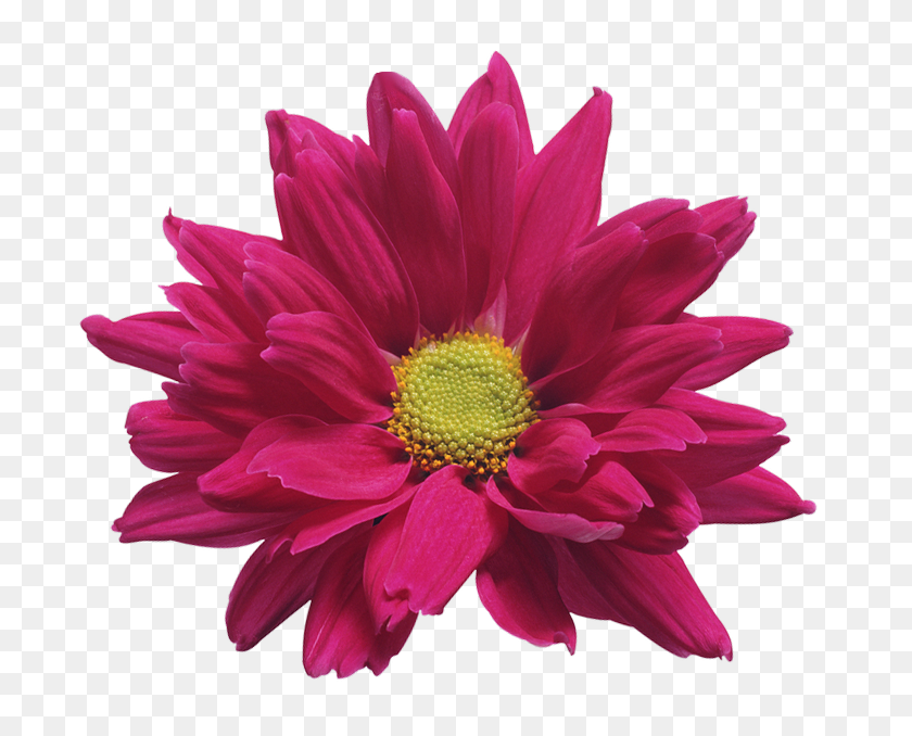 718x618 Розовый Цветок Хризантемы Прозрачный Картинки В Галерее - Хризантема Клипарт