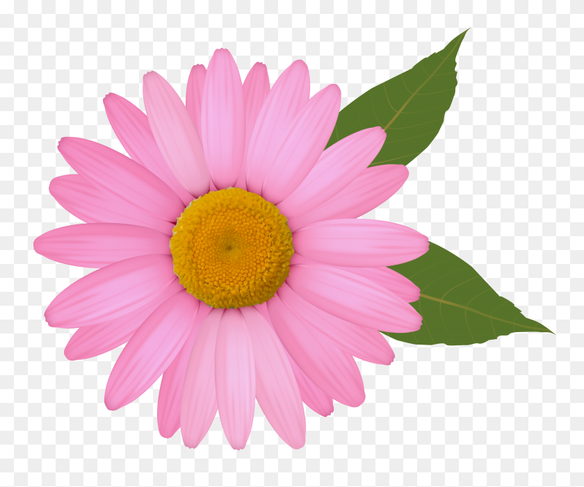 6006x4941 Pink Daisy Png Clipart - Transparent Flower PNG