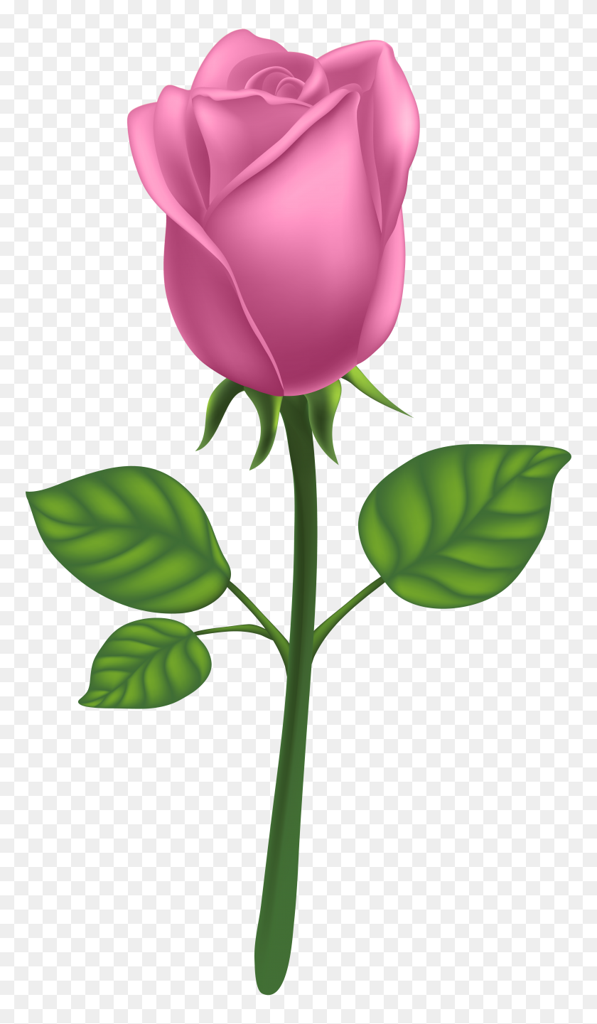 4518x8000 Pink Deco Rose Png Clipart - Licor Clipart