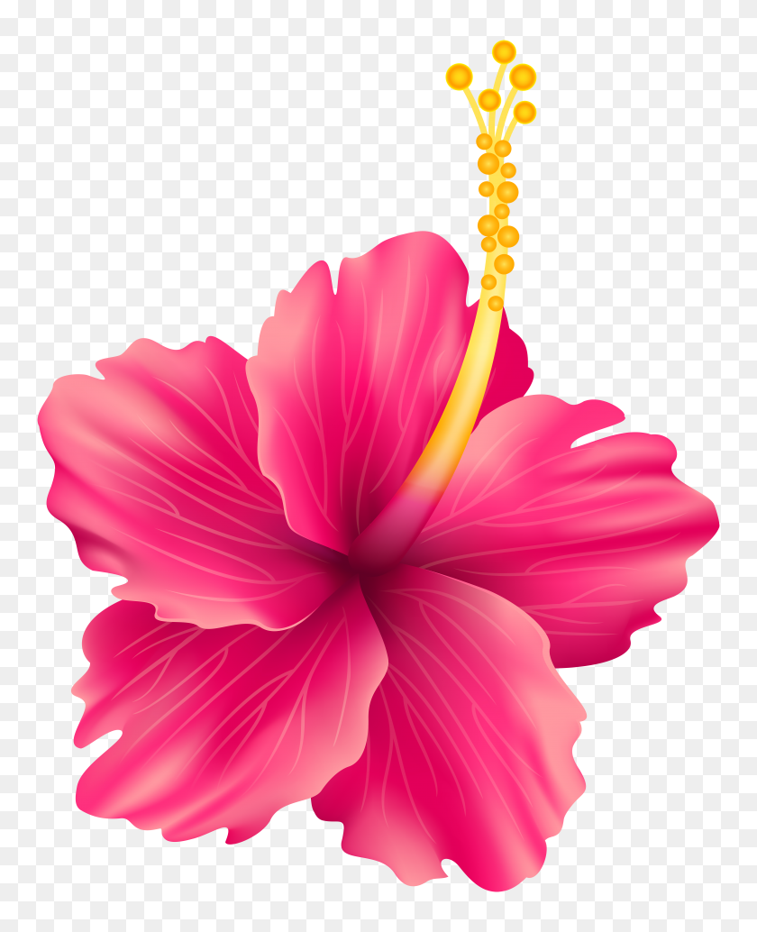 6404x8000 Pink Exotic Flower Png Transparent Clip Art Gallery - Pom Clip Art