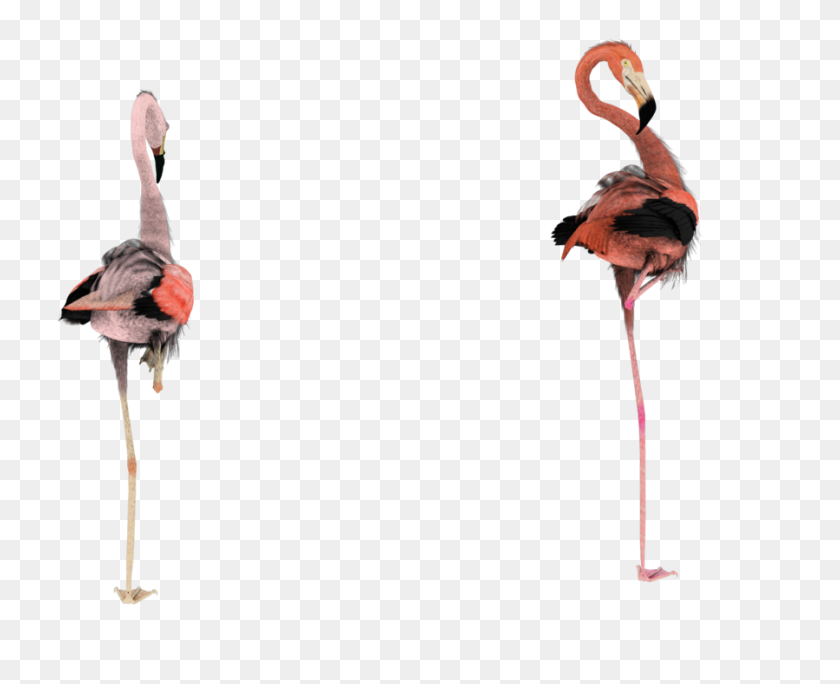 900x720 Pink Flamingo Clipart - Pink Flamingo Clipart