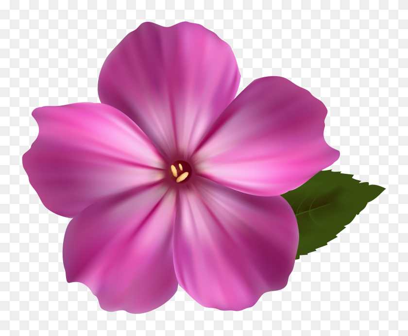 6278x5088 Flores De Color Rosa Png Clipart - Flores De Color Rosa Png