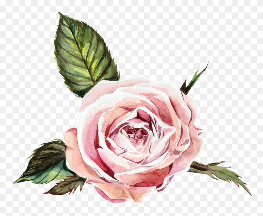 1024x827 Flores De Color Rosa Acuarela Flor Transparente Png Download - Flores De Acuarela Rosa Png