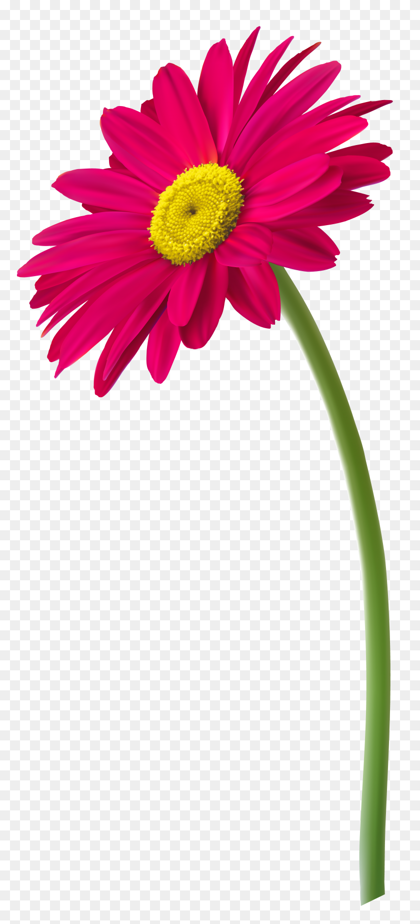 3981x9124 Pink Gerbera Flower Png Clip Art - Pink Flowers PNG