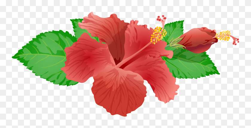 8000x3780 Pink Hibiscus Flower Clipart Flowers Healthy Throughout Hibiscus - Hibiscus Flower Clipart Black And White