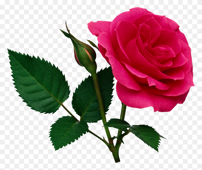 2602x2157 Pink Large Rose And Rose Bud Png - Rose Flower PNG