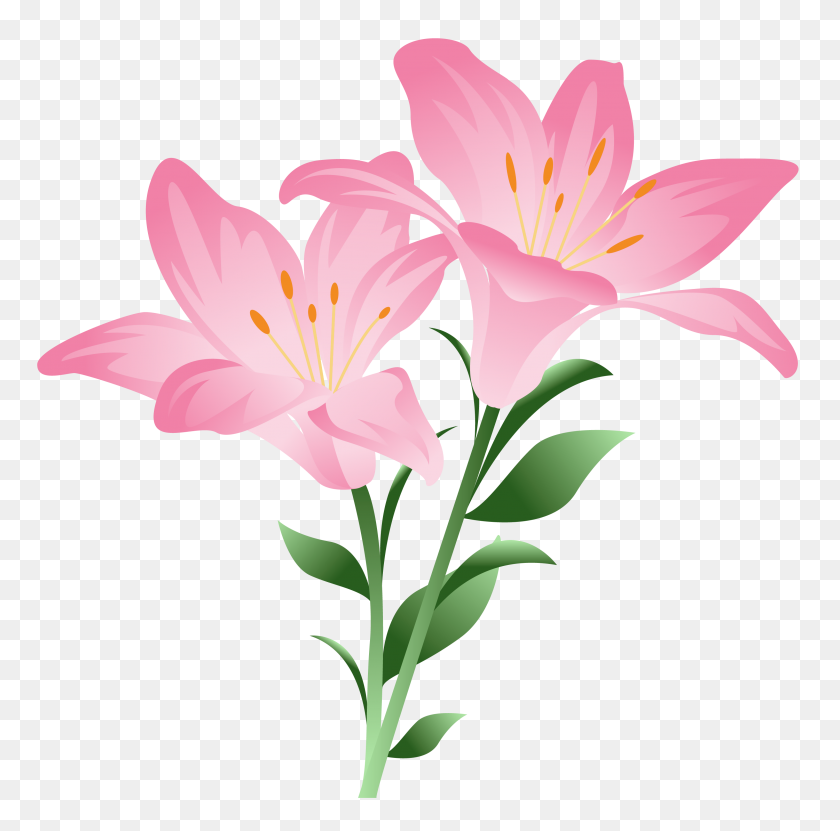 3021x2989 Pink Lilium Png Clipart - Lily Flower PNG