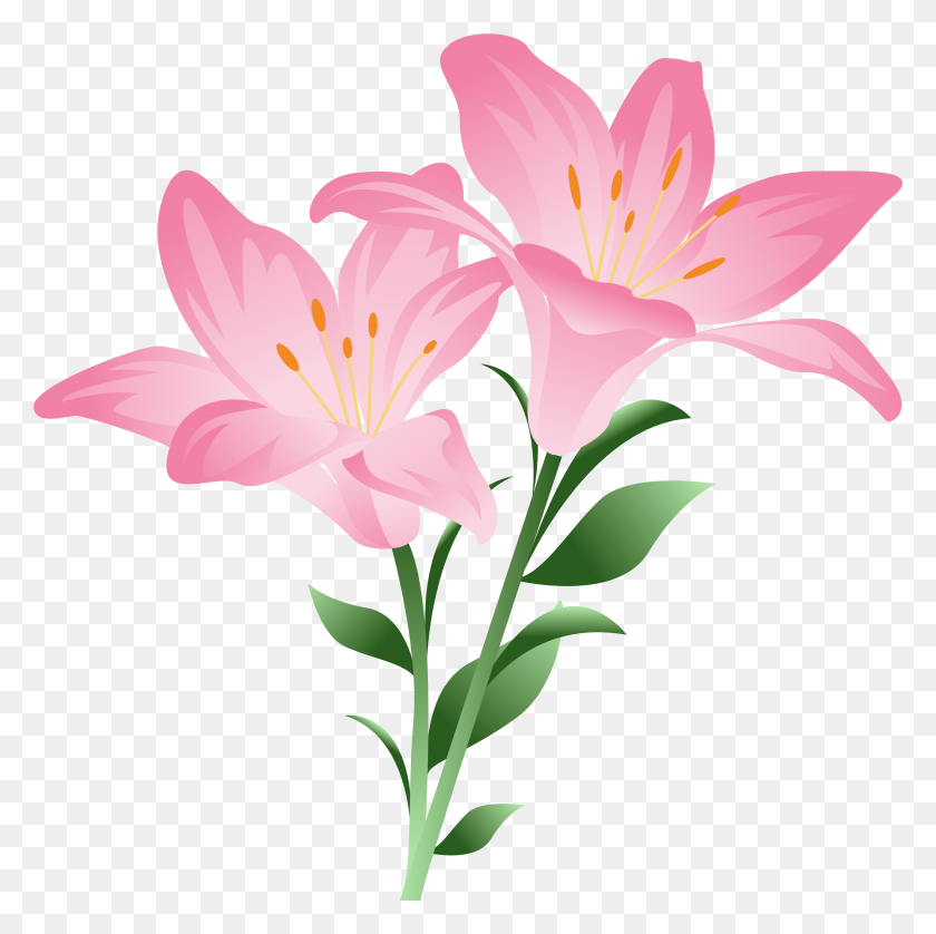 2950x2946 Pink Lilium Png Clipart Picture - Lily PNG