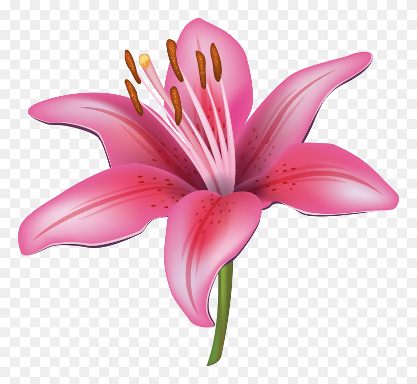 5000x4582 Розовая Лилия Клипарты - Цветок Png Изображения