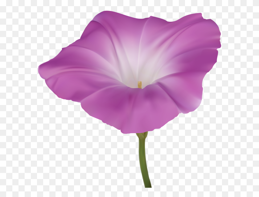 600x578 Розовый Цветок Утренней Славы Png Картинки Галерея - Утренний Клипарт