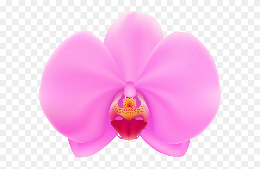 600x487 Pink Orchid Png Clip - Orchid Clipart