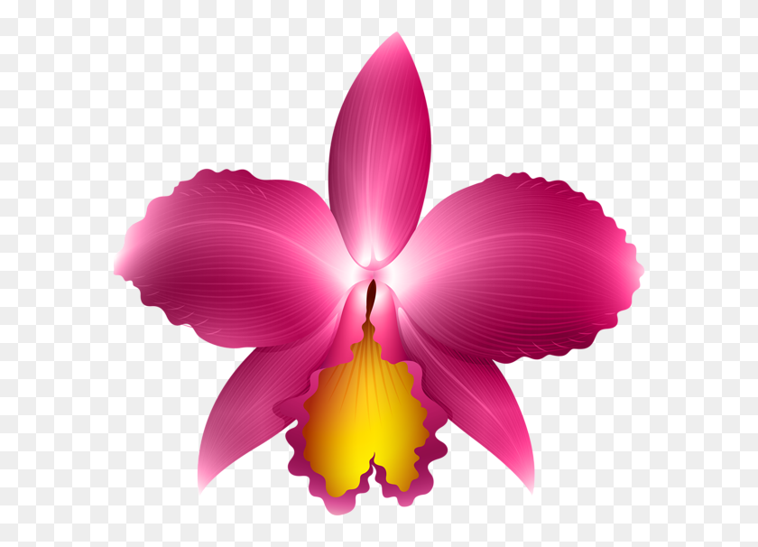 600x546 Pink Orchid Transparent Png Clip Art Image Aa Flores - Orchid PNG