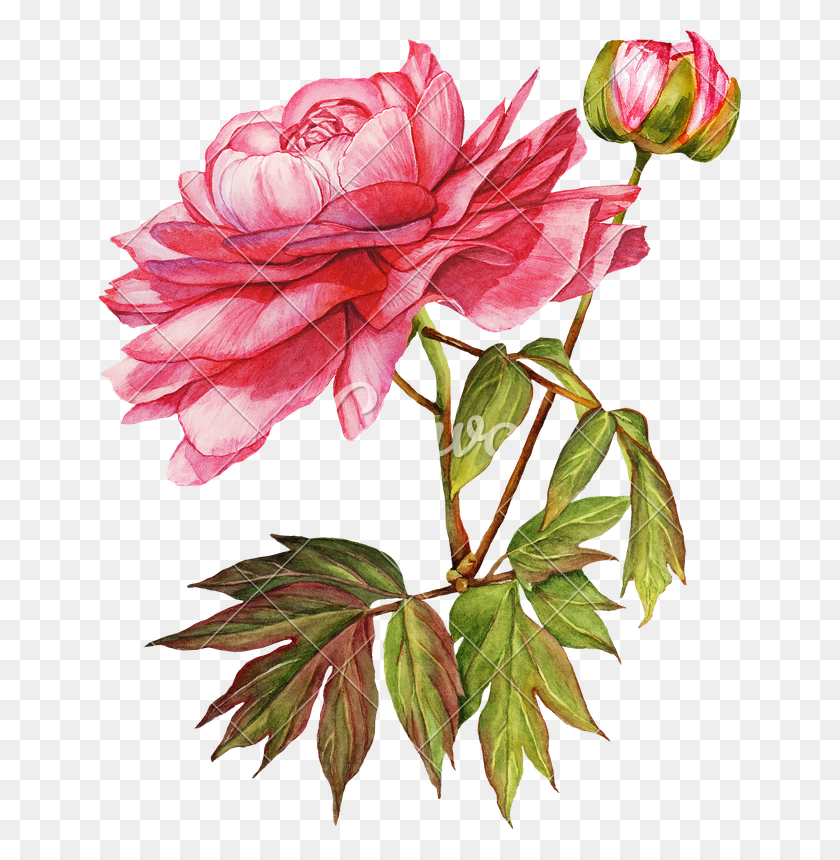 643x800 Розовый Пион Цветочная Ботаническая Акварель - Розовые Акварельные Цветы Png