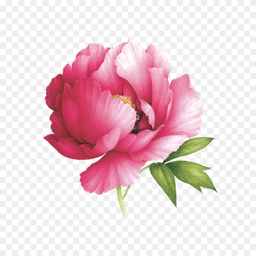 3000x3000 Pink Peony In Flowers Watercolor, Painting - Peony PNG