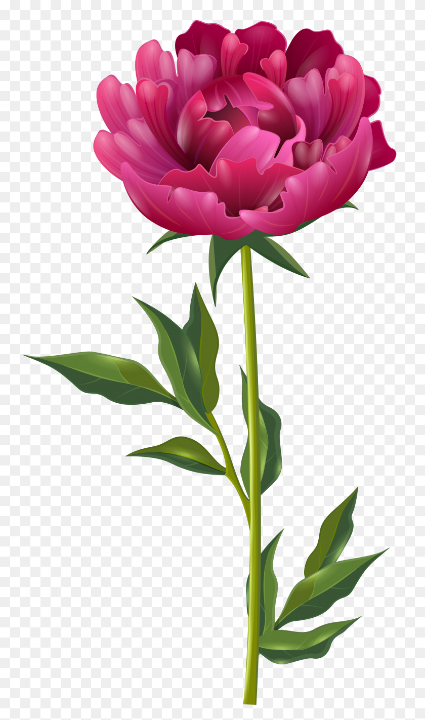 4576x8000 Pink Peony Png Clip Art - Peony Clipart