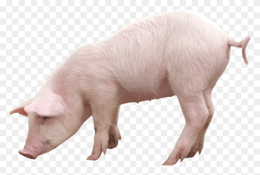 851x553 Pink Pig Png - Pig PNG