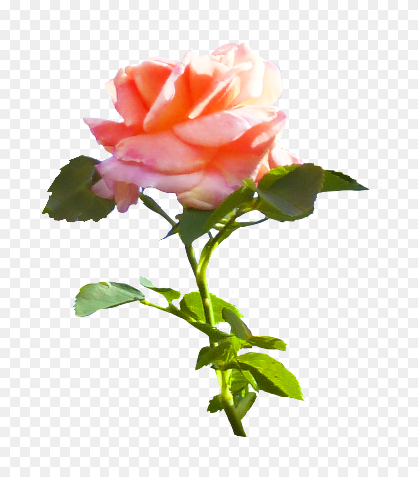 703x900 Розовые Розы Картинки - Роза Клипарт Png