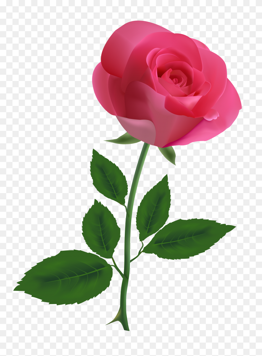 2880x4000 Pink Rose Clipart Black And White - Black Rose Clip Art
