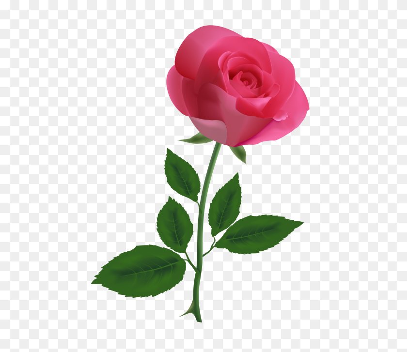 480x667 Pink Rose Clipart Png - Rose Bush PNG