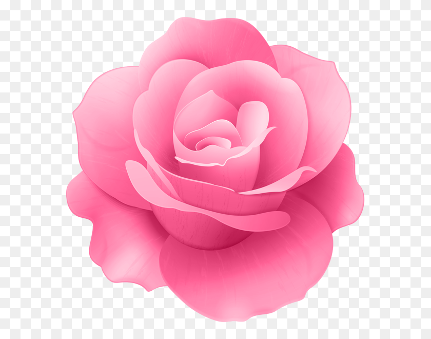 587x600 Pink Rose Flower Clip Art - Rose Flower Clipart