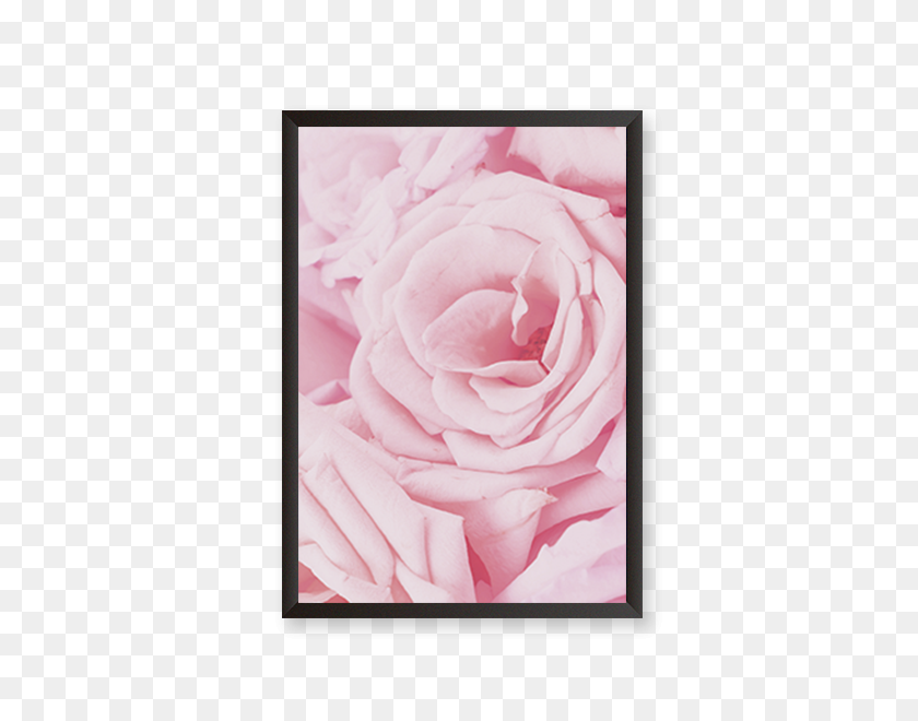 600x600 Pink Rose Petals Urban Karigars - Rose Petals PNG