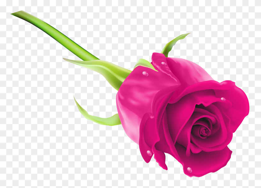 8000x5610 Png Розовая Роза Клипарт