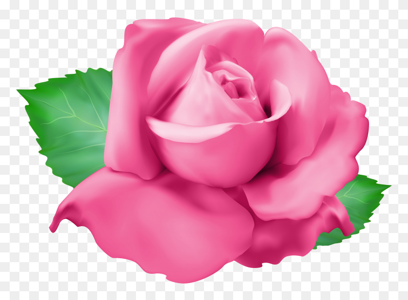 7000x5010 Розовая Роза Png Клип Арт Прозрачный - Розовая Роза Png