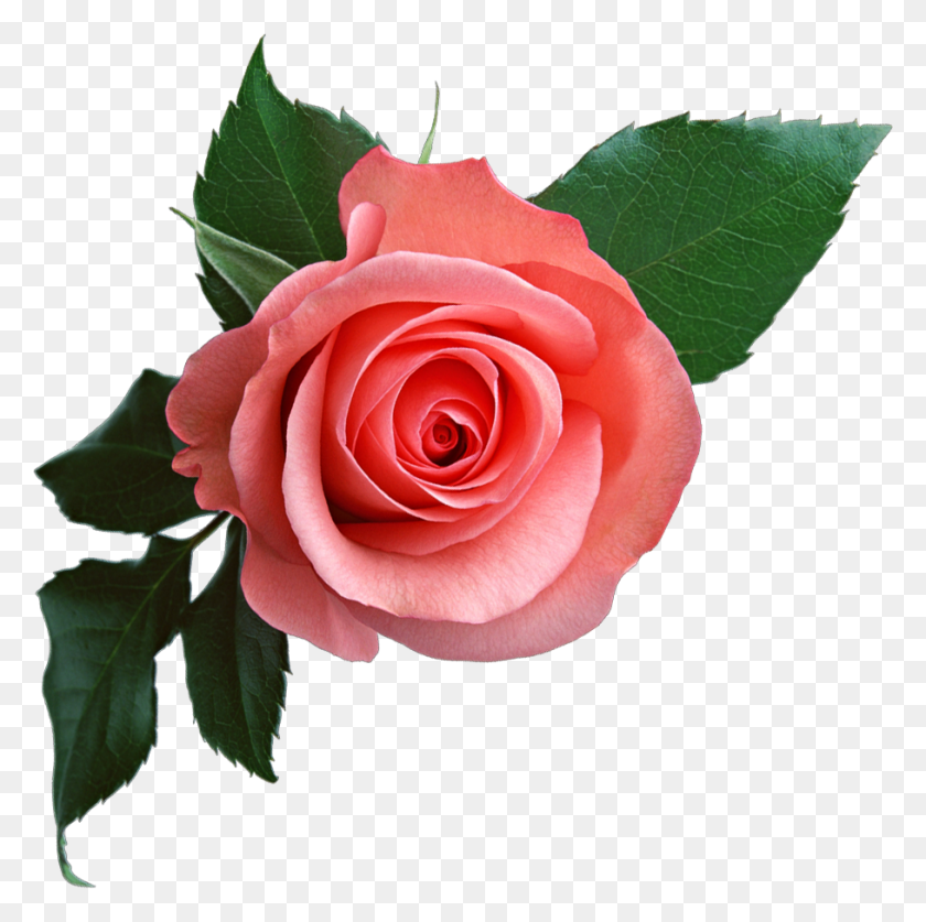 909x906 Розовая Роза Png Цветочный Клипарт - Роза Png
