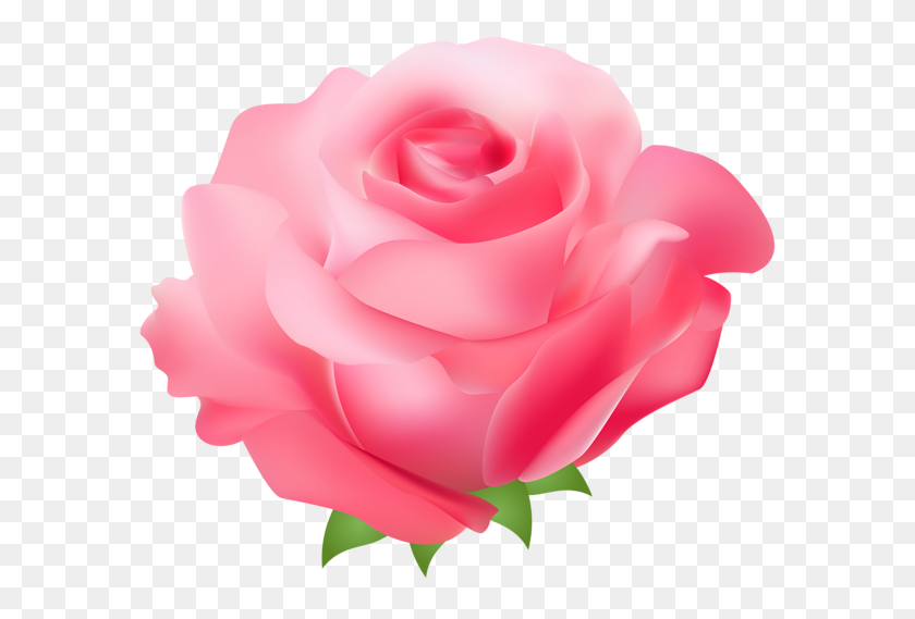 600x509 Png Розовая Роза Клипарт