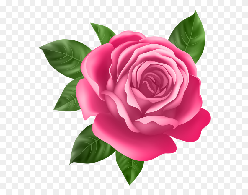 590x600 Розовая Роза Png Изображения