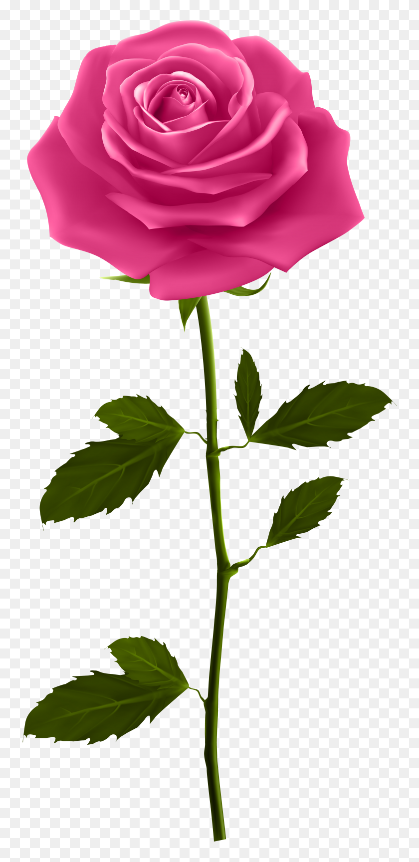 3741x8000 Pink Rose With Stem Png Clip Art - Rose Clip Art Images