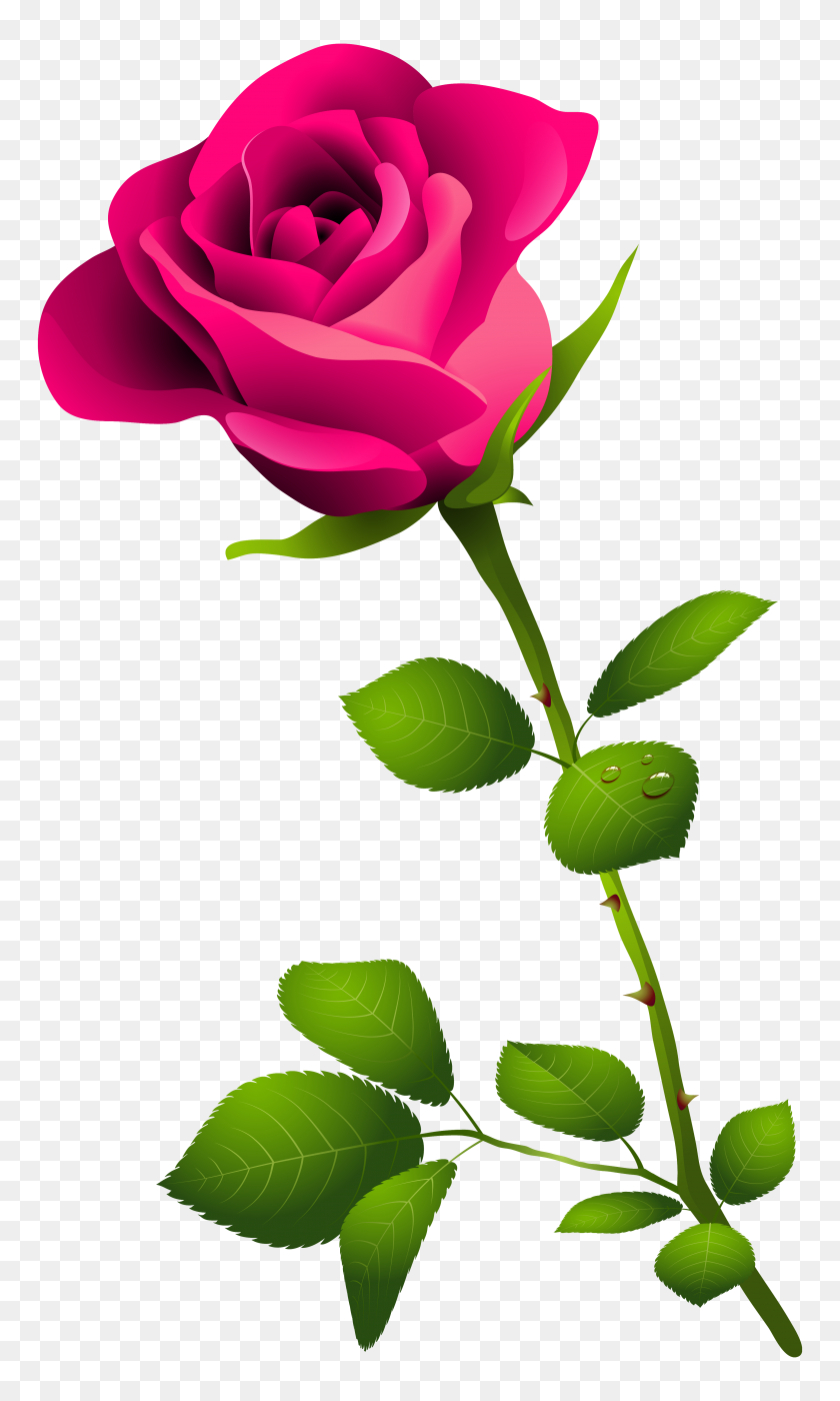 3658x6286 Pink Rose With Stem Png Clipart - Rose Border PNG