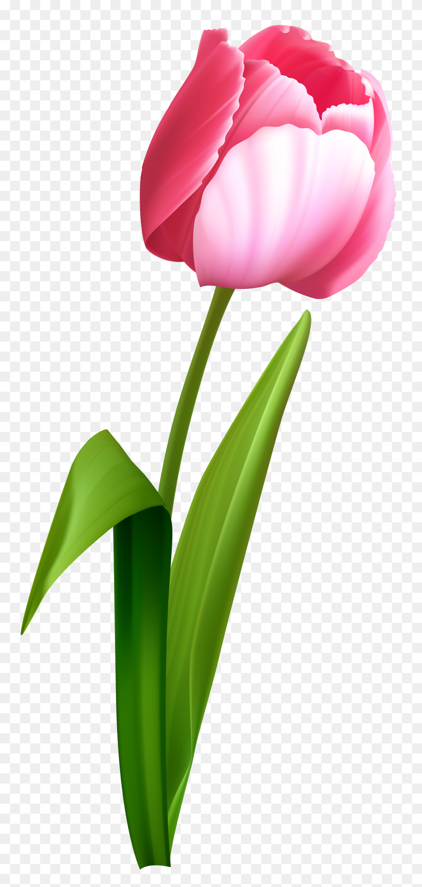 3657x8000 Pink Tulip Clip Art - Pink Bow Clipart Transparent