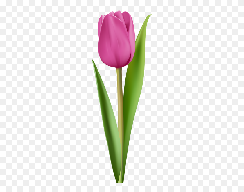 218x600 Pink Tulip Clip Art Image Flowers Tulips, Pink - Tulip Images Clip Art